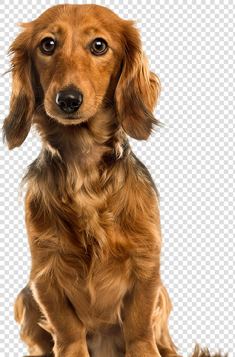 Pet Clipart Brown Dog   Cute Dogs Png  Transparent PngTransparent PNG