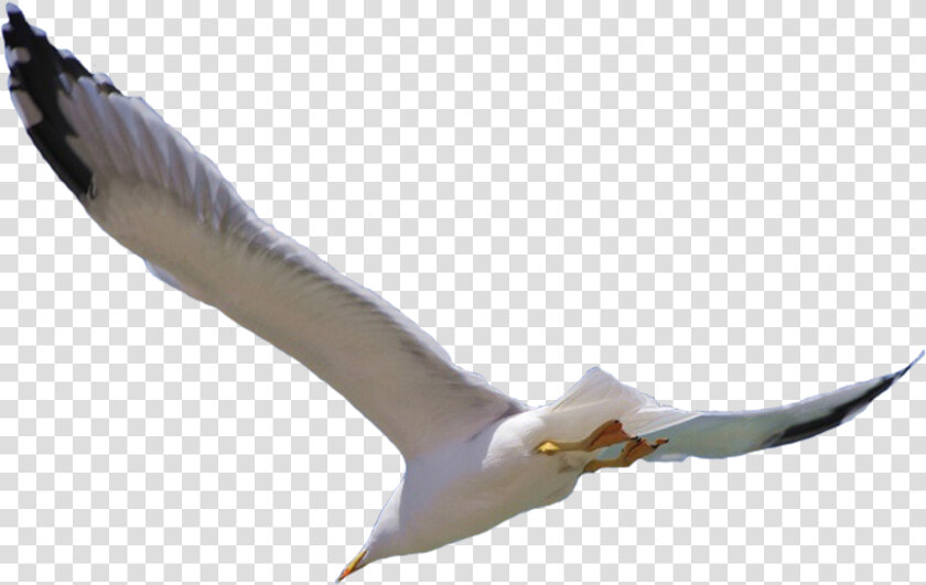 Bird Flight Wing   Bird Flying White Background  HD Png DownloadTransparent PNG