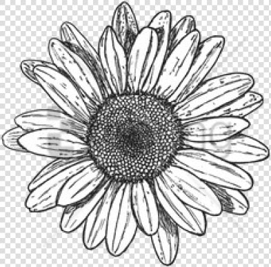 African daisy   Flower Doodle Transparent Background  HD Png DownloadTransparent PNG