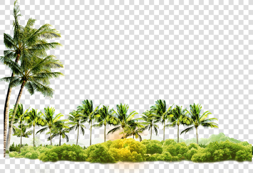 Arecaceae Coconut Tree Icon Free Photo Png Clipart   Coconut Tree Images Png  Transparent PngTransparent PNG