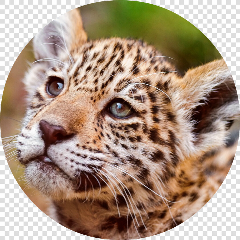 Jaguar Cub Png   Jaguar  Transparent PngTransparent PNG