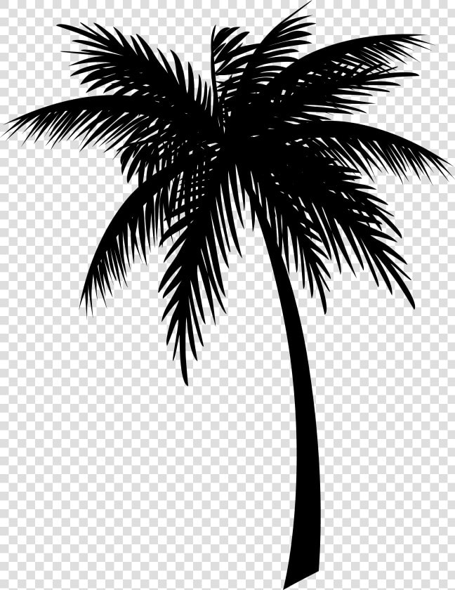 Jamaica Coconut Clip Art Drawing Palm Trees   Coconut Tree Silhouette Png  Transparent PngTransparent PNG