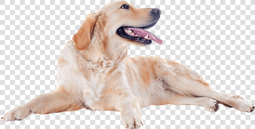 Golden Retriever Dog   Golden Retriever Image Png  Transparent PngTransparent PNG