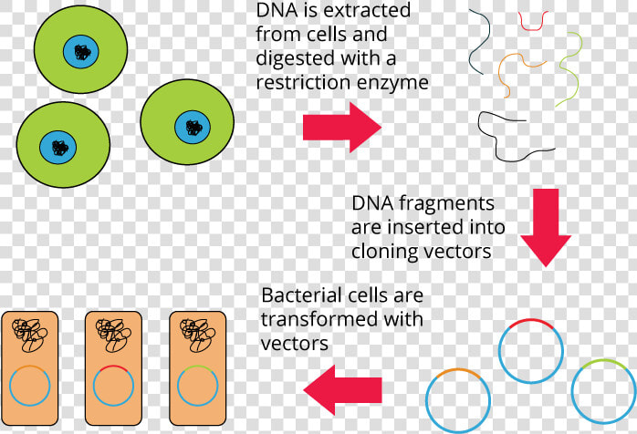 Genomic Library  HD Png DownloadTransparent PNG