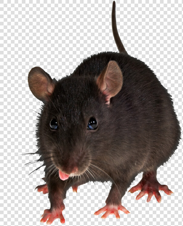 Mouse  Rat Png Image   Animal Mouse Background Transparent  Png DownloadTransparent PNG