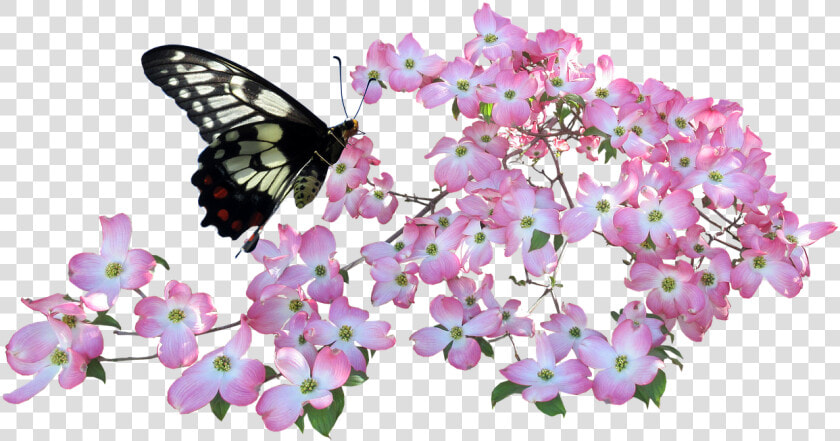 Butterfly  Dogwood  Flowers   Butterflies  amp  Flowers Png  Transparent PngTransparent PNG