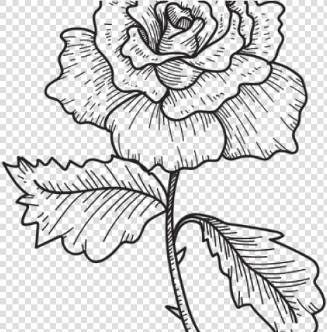 Flower Sketch   Flower Sketch Png  Transparent PngTransparent PNG