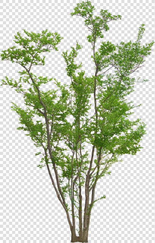 Trees Elevation For Photoshop  HD Png DownloadTransparent PNG