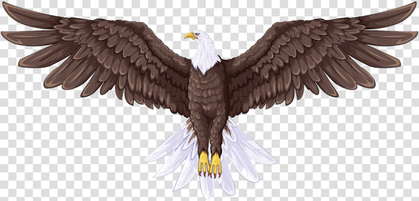 Bald Eagle Flight Drawing   Full Body Eagle Drawing  HD Png DownloadTransparent PNG