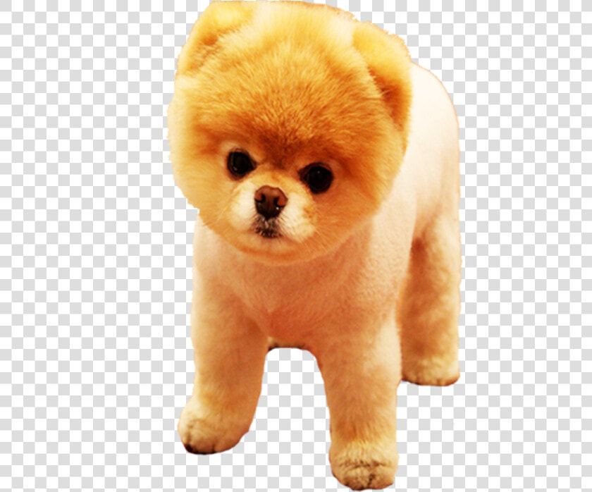 Pomeranian Png  Transparent PngTransparent PNG