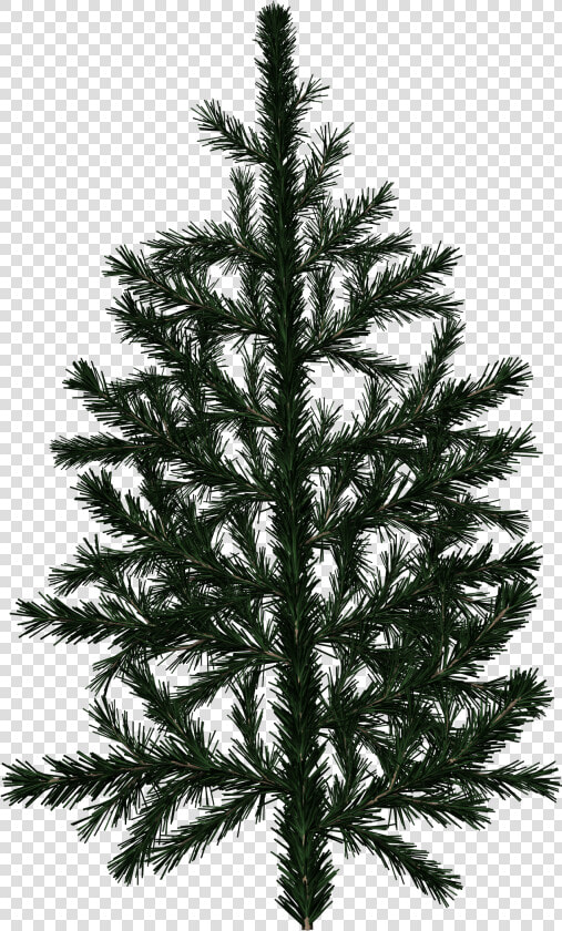 Pine Tree Branch Texture   Png Download   Pine Tree Branch Texture  Transparent PngTransparent PNG