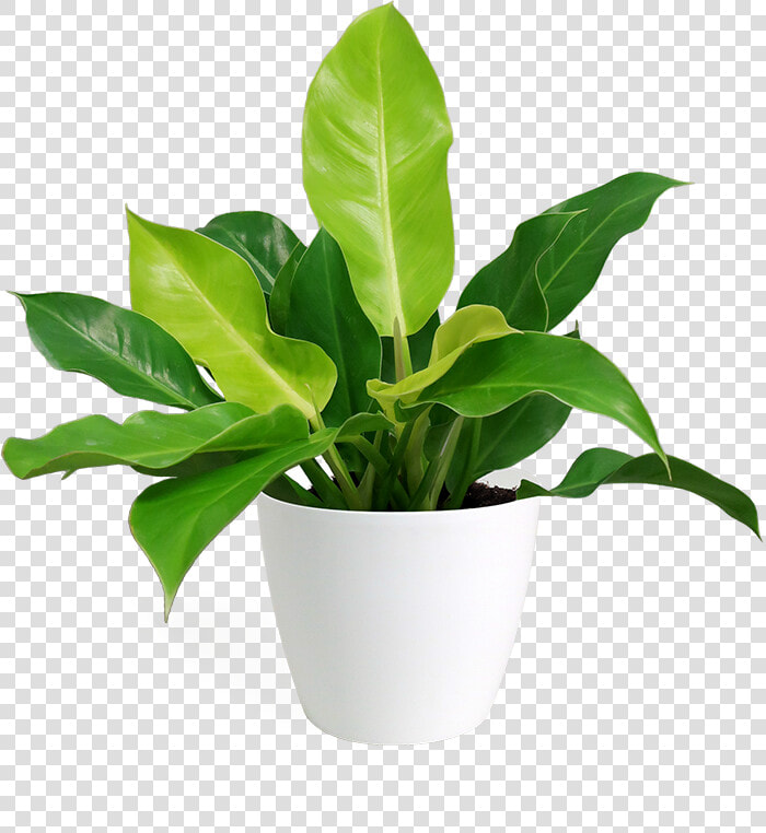 Flowerpot  HD Png DownloadTransparent PNG