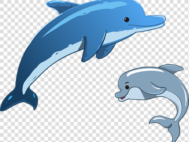 Flippers Clipart Whale Dolphin   Clipart Dolphin And Whale  HD Png DownloadTransparent PNG