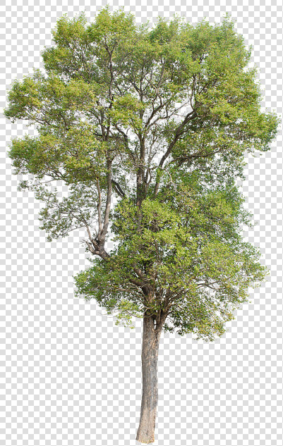 Tree  Green  Isolated  Garden  Forest  Decoration   Isolated Oak Tree Png  Transparent PngTransparent PNG