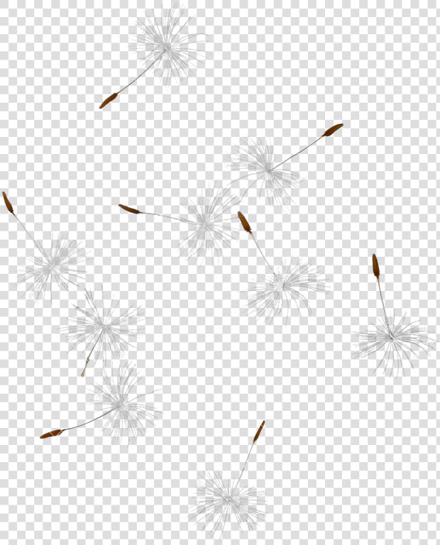 Dandelion Transparent Flying   Dandelion Seeds Flying Background  HD Png DownloadTransparent PNG