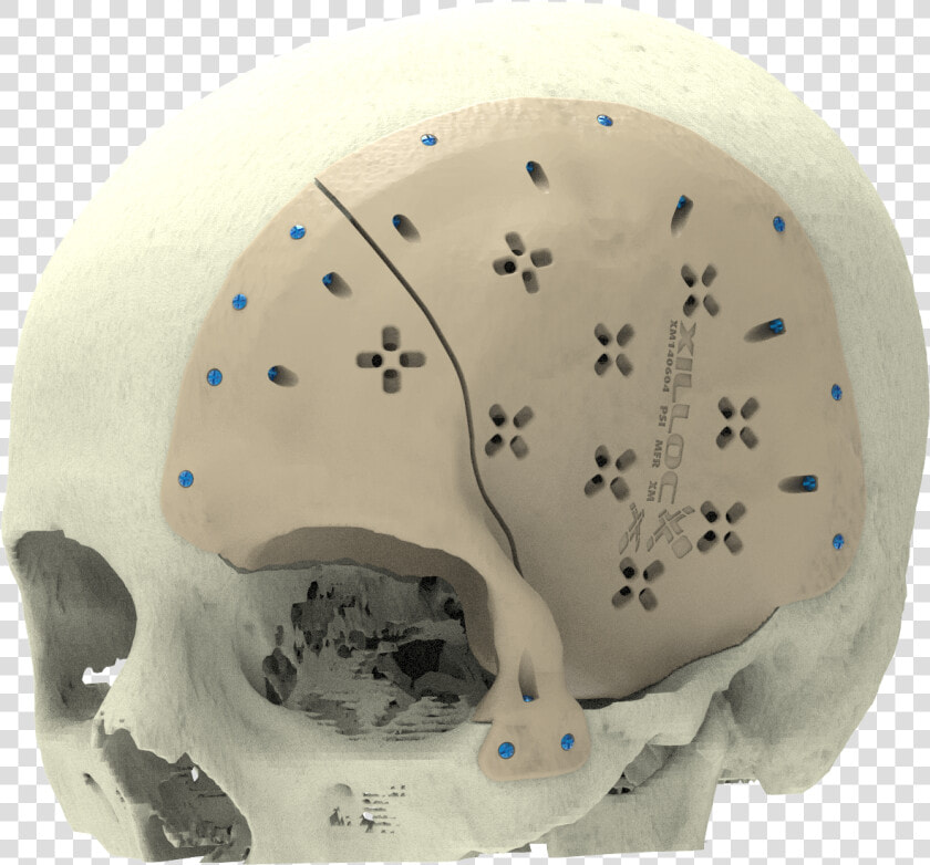 Xilloc Medical B   Skull  HD Png DownloadTransparent PNG