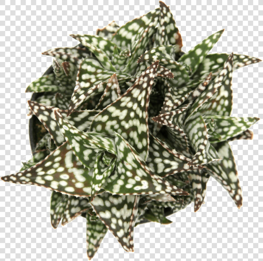 Aloe Snowstorm   Aloe  HD Png DownloadTransparent PNG