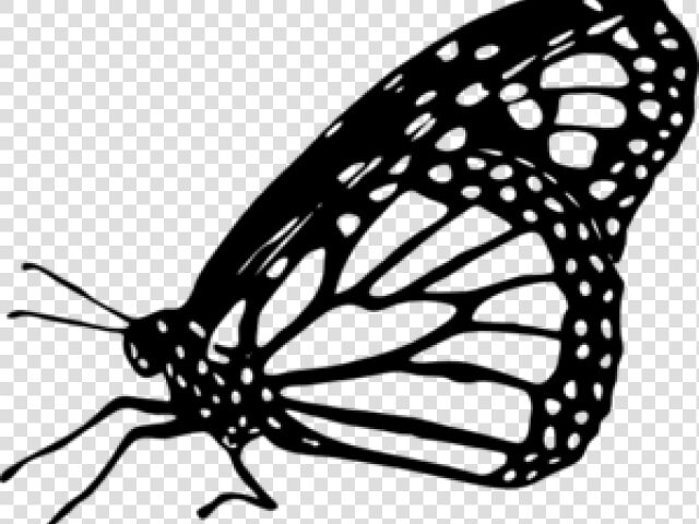 Butterfly Clipart Monarch   Monarch Butterfly Black And White  HD Png DownloadTransparent PNG