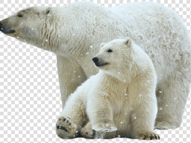 Polar Bear Png Transparent Images   Transparent Polar Bear Png  Png DownloadTransparent PNG