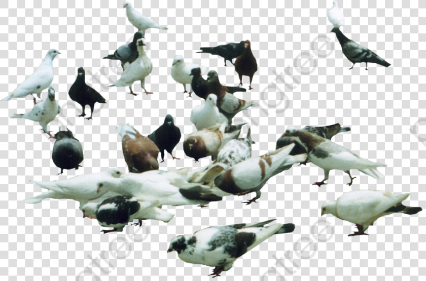 Pigeon Clipart Eating   Стая Голубей Пнг  HD Png DownloadTransparent PNG