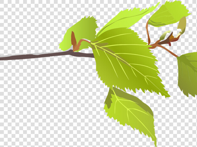 Leaf Clipart Birch Tree   Rama De Arbol Gif  HD Png DownloadTransparent PNG