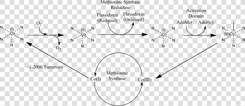 Methionine Synthase Reductase Pathway   Nitrous Oxide Methionine Synthase  HD Png DownloadTransparent PNG