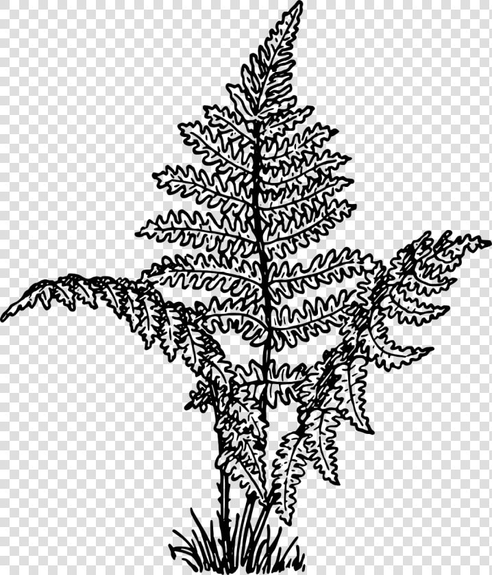 Ferns Vascular Plants Leaves Png Image   Fern Plant Clipart Black And White  Transparent PngTransparent PNG