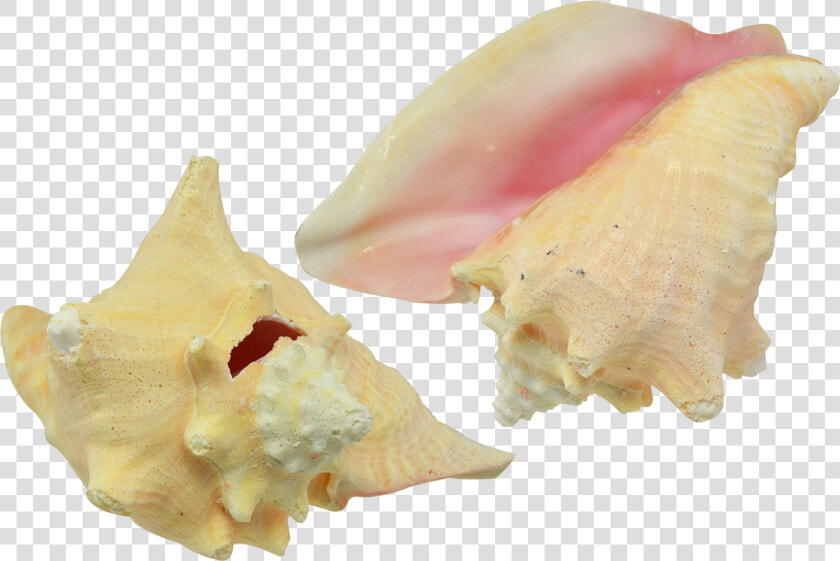 Conch Shell 7 8   Conch  HD Png DownloadTransparent PNG