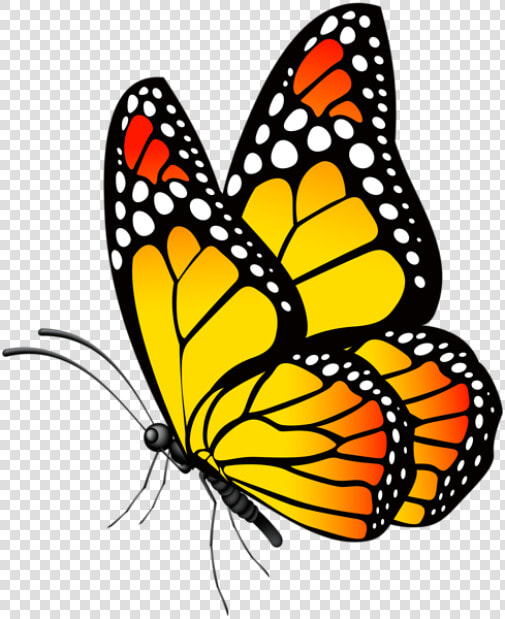 Butterfly Clip Art  Butterfly Drawing  Butterfly Painting    Yellow Butterfly Clipart Png  Transparent PngTransparent PNG