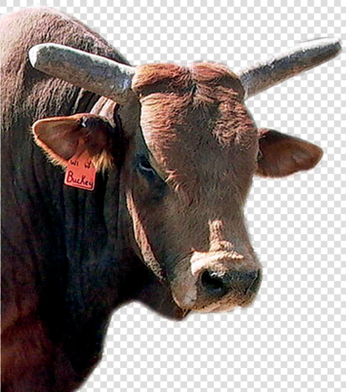 Pbr Bulls  HD Png DownloadTransparent PNG