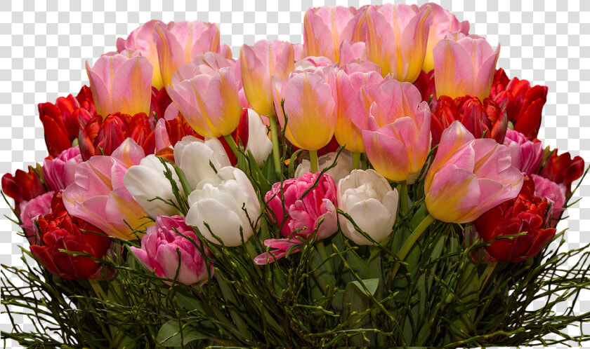 Tulips  Png  Nature  Flowers  Tulpenzwiebel  Spring   Transparent Tulips Flowers  Png DownloadTransparent PNG