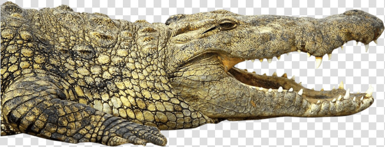 Crocodile   Nile Crocodile Png  Transparent PngTransparent PNG