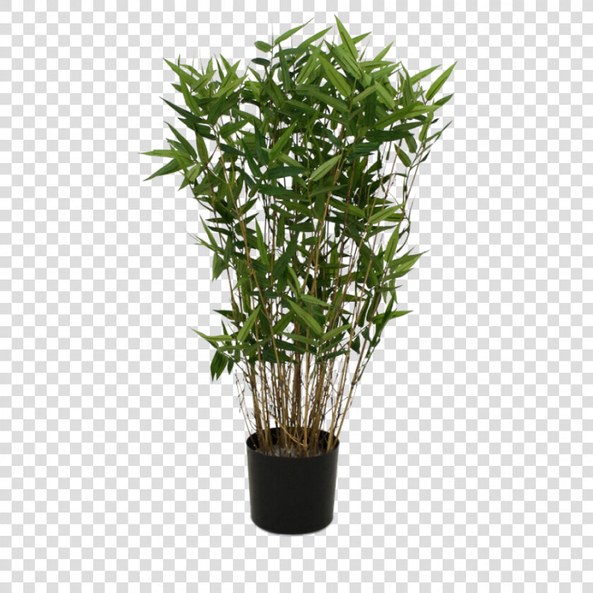 Transparent Bamboo Tree Png   Potted Bamboo Plant Png  Png DownloadTransparent PNG