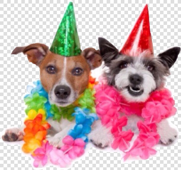  birthday  party  people  happy freetoedit   Best Friend Happy Birthday Dogs  HD Png DownloadTransparent PNG