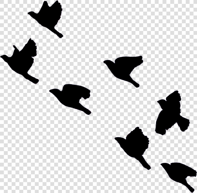  birds  bird  fly  sky  blackbirds  flying  blackcolor   Black Birds Flying In Sky  HD Png DownloadTransparent PNG