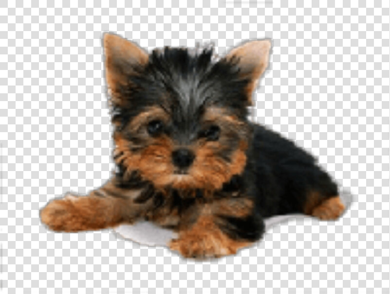 Transparent Yorkie Png   Puppy Png Transparent Background  Png DownloadTransparent PNG