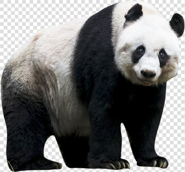 Panda Png   Transparent Background Panda Png  Png DownloadTransparent PNG