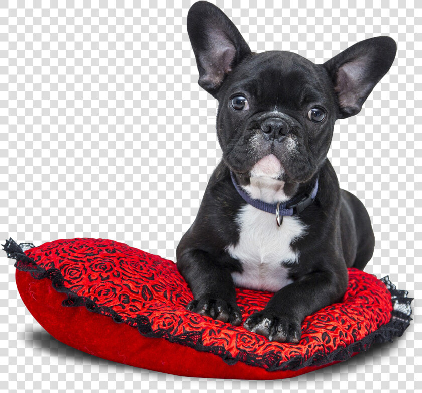 Popular French Bulldog Names Girl   Png Download   French Bulldog Transparent Png  Png DownloadTransparent PNG