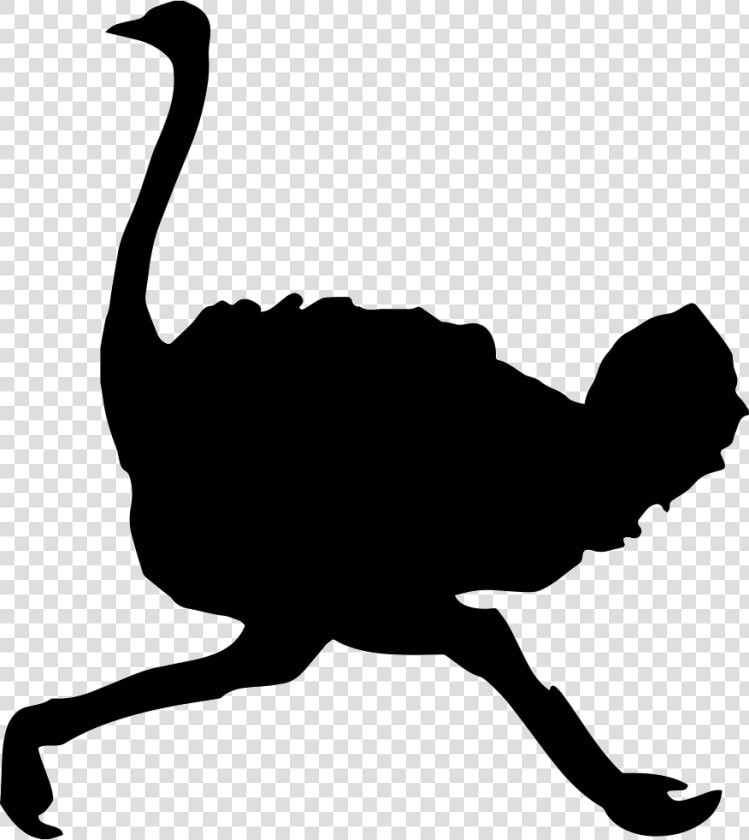 Common Ostrich Bird Clip Art Vector Graphics Silhouette   Ostrich Silhouette Png  Transparent PngTransparent PNG