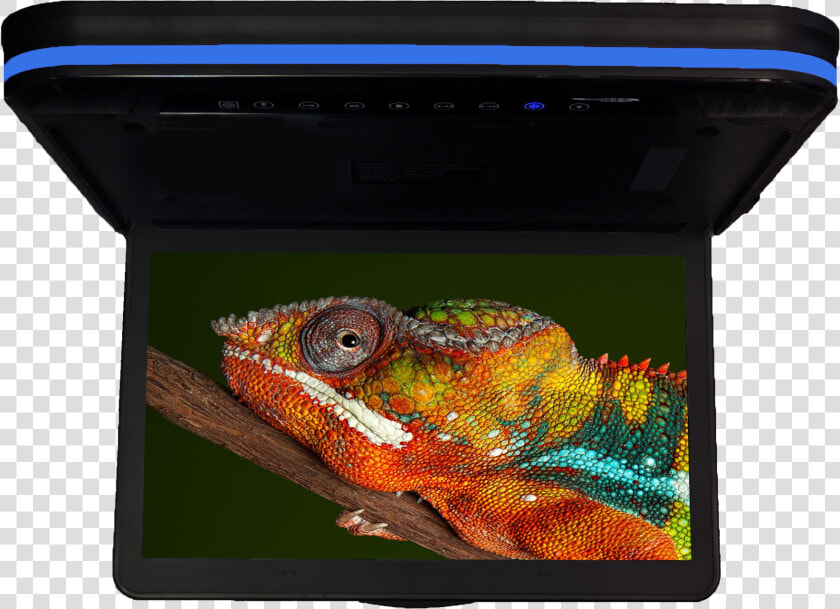 Cfd 158   Chameleon 15     Computer Monitor  HD Png DownloadTransparent PNG