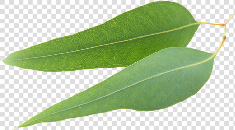 Clear Revive Eucalyptus Essential Oil I   Bay Laurel  HD Png DownloadTransparent PNG