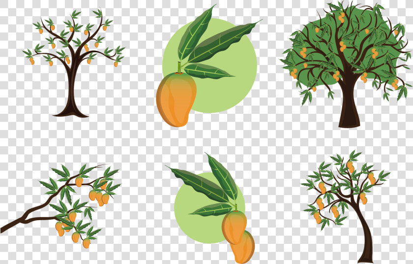 Mango Clipart Stem   Mango Tree Clipart Black And White  HD Png DownloadTransparent PNG