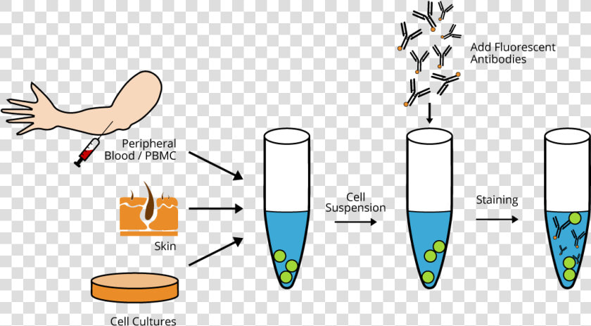 Antibodies Png  Transparent PngTransparent PNG