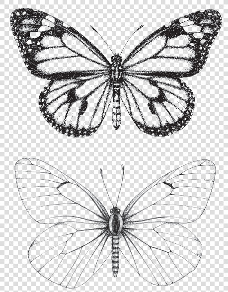 Butterfly Love Borboletas  HD Png DownloadTransparent PNG