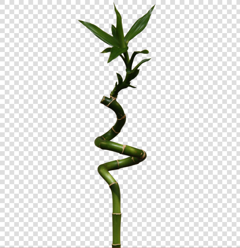 Bamboo Png   Lucky Bamboo  Transparent PngTransparent PNG