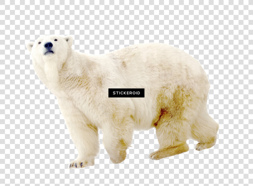 Polar White Bear   Polar Bear  HD Png DownloadTransparent PNG