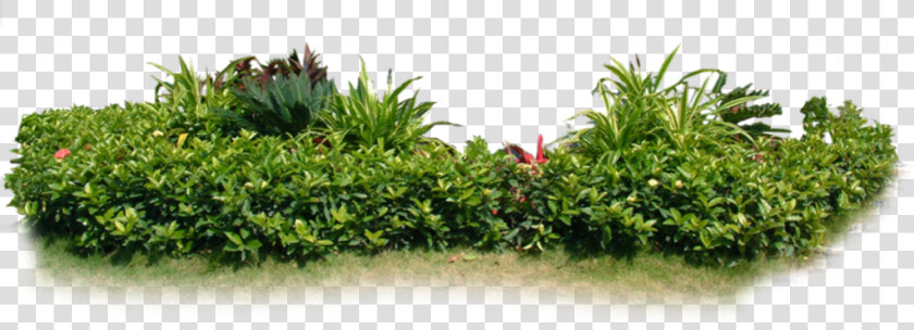  arbustos   Plantas De Jardín Png  Transparent PngTransparent PNG