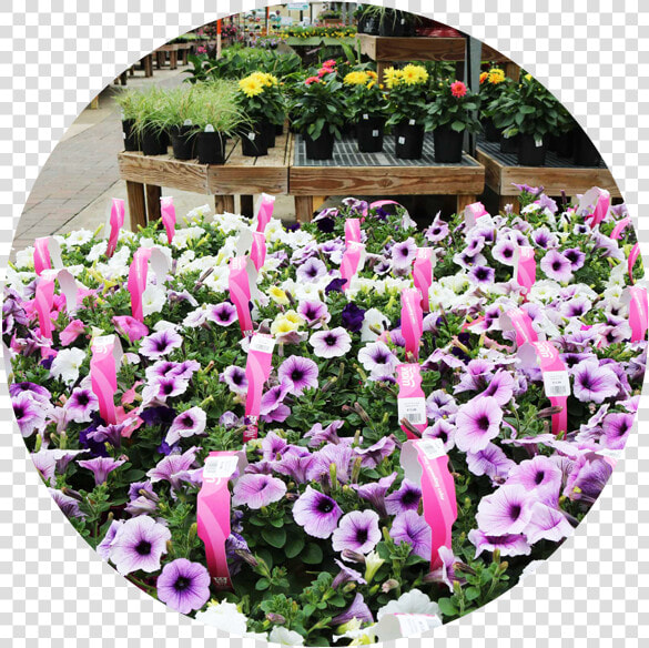 Annual Plants   Pansy  HD Png DownloadTransparent PNG