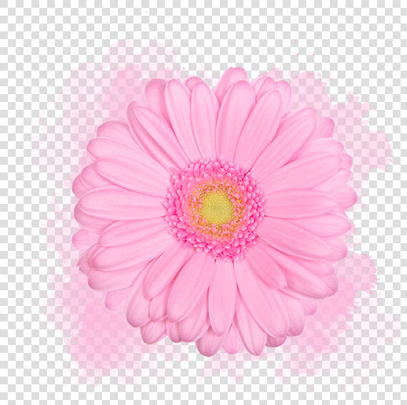 Barberton Daisy  HD Png DownloadTransparent PNG