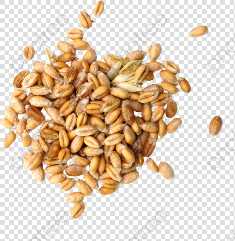 Grains Clipart Various   Wheat Grains Png  Transparent PngTransparent PNG